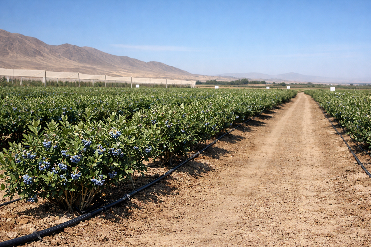 Fundo Don Jorge I (Chauchilla)